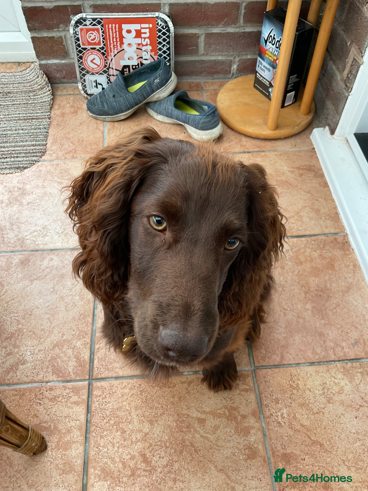 Cocker Spaniel dogs Cocker Spaniel  - Advert 1