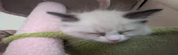 Ragdoll cats for sale: Magical - Advert 17