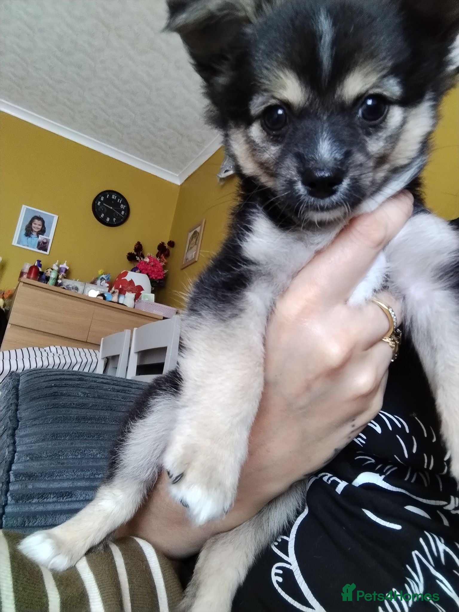 Pomchi dogs Pomchi puppies for sale - Advert 4