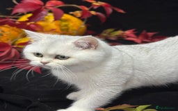British Shorthair cats for sale: Tica British short hair kittens  - Image 10