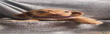 Luna purple collar