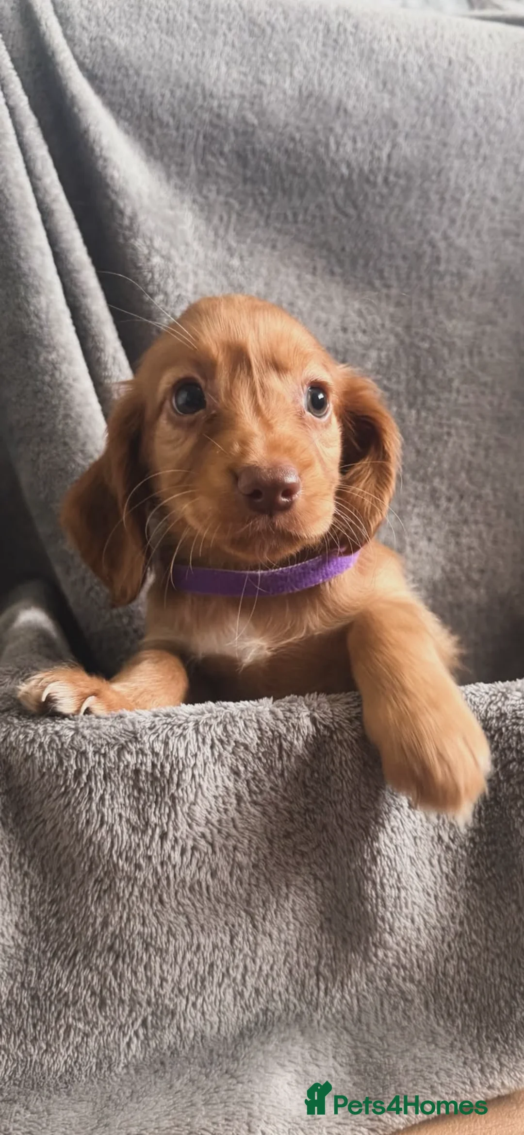 Cocker Spaniel dogs for sale: Cocker spaniel puppies - Advert 11
