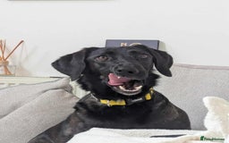 Mixed Breed dogs for adoption: 🐾Java sweet girl needs her forever home 🐾❤️ - Image 1