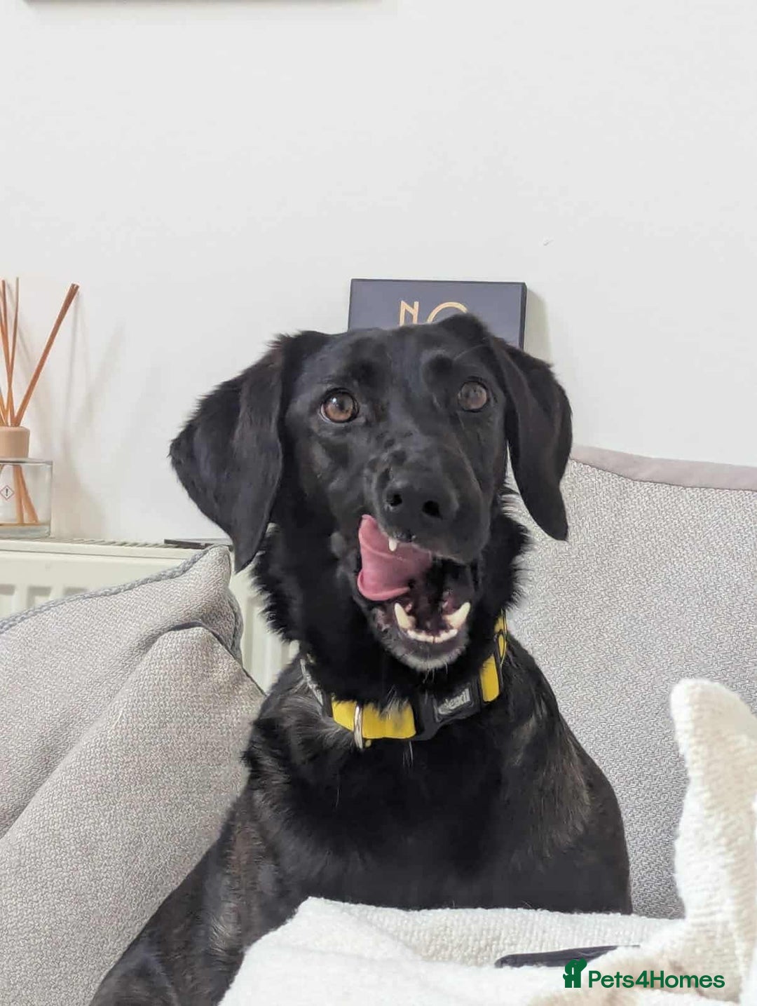 Mixed Breed dogs for adoption: 🐾Java sweet girl needs her forever home 🐾❤️ - Image 1