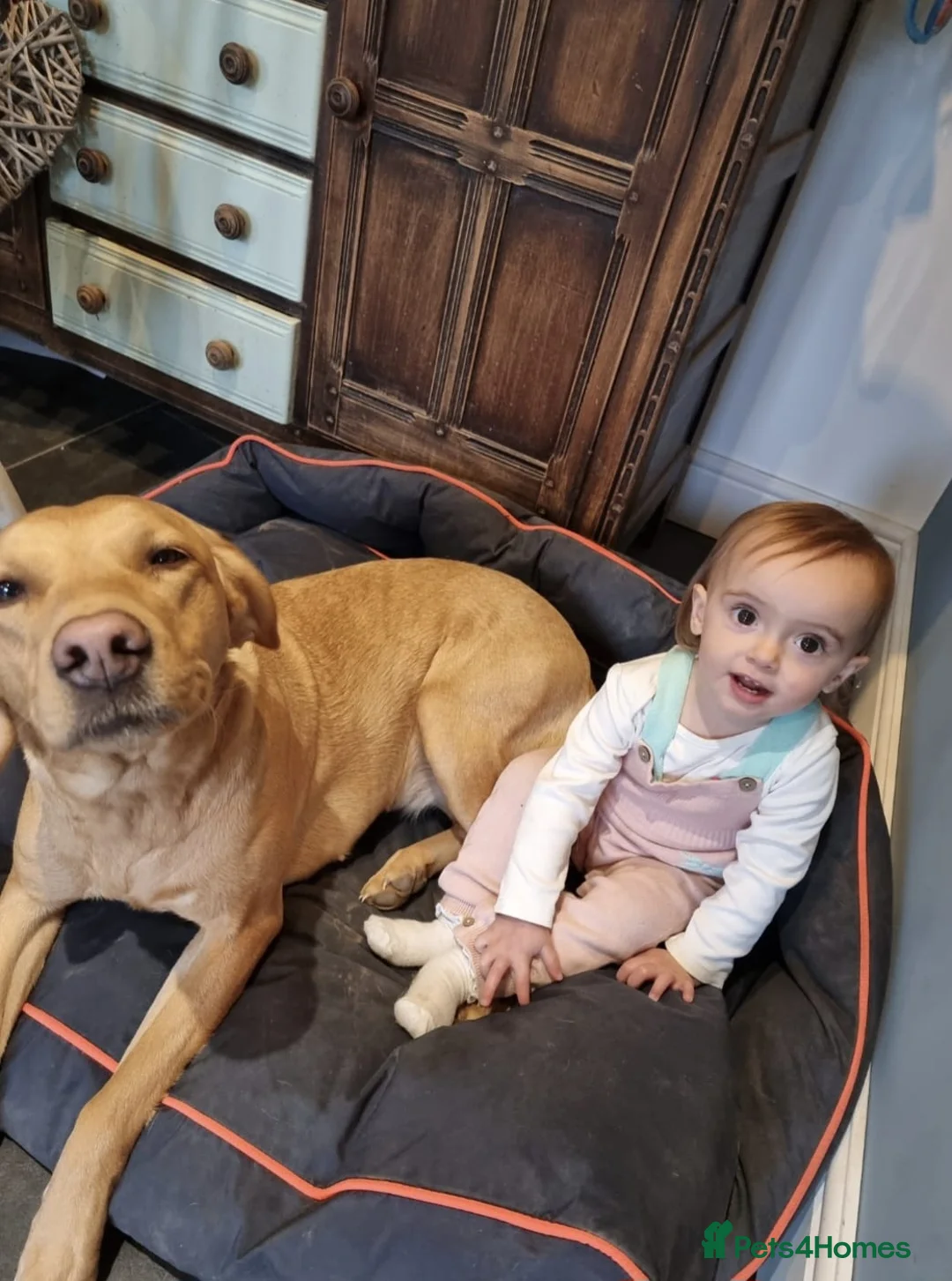 Labradoodle dogs for sale: Upcoming arrival of our wonderful labradoodle pups - Advert 10