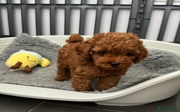 Toy Poodle dogs for sale: Kc reg toy poodle puppies - Image 6