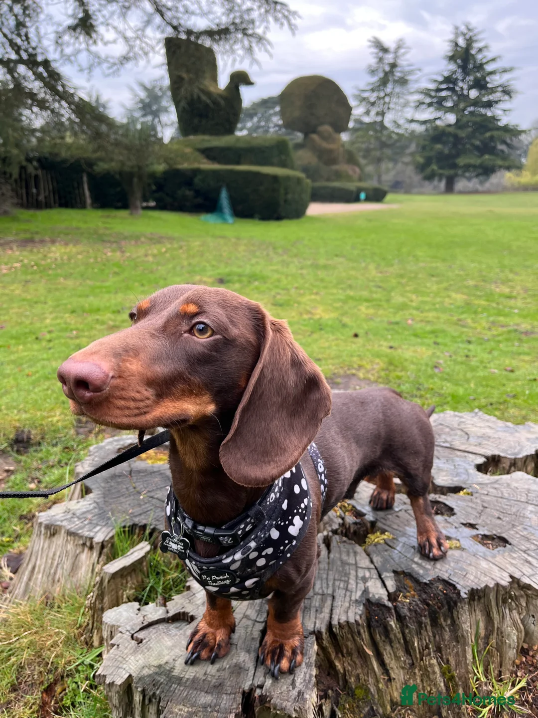 Miniature Dachshund dogs for adoption: Dachsund for Rehoming - Advert 5