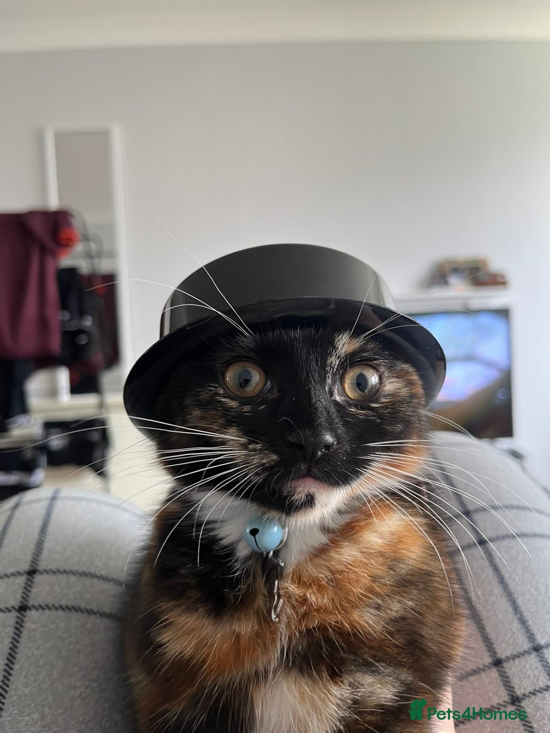 Domestic Shorthair cats for sale: Female cat for sale  - Advert 1