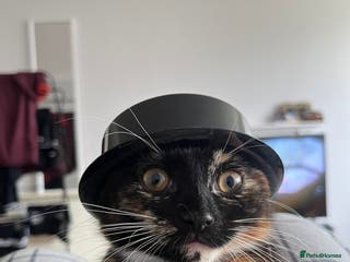 Domestic Shorthair cats Female cat for sale - Advert 1