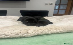 Dachshund dogs for sale: Tiny long haired piebald dachshunds for sale ! - Image 8