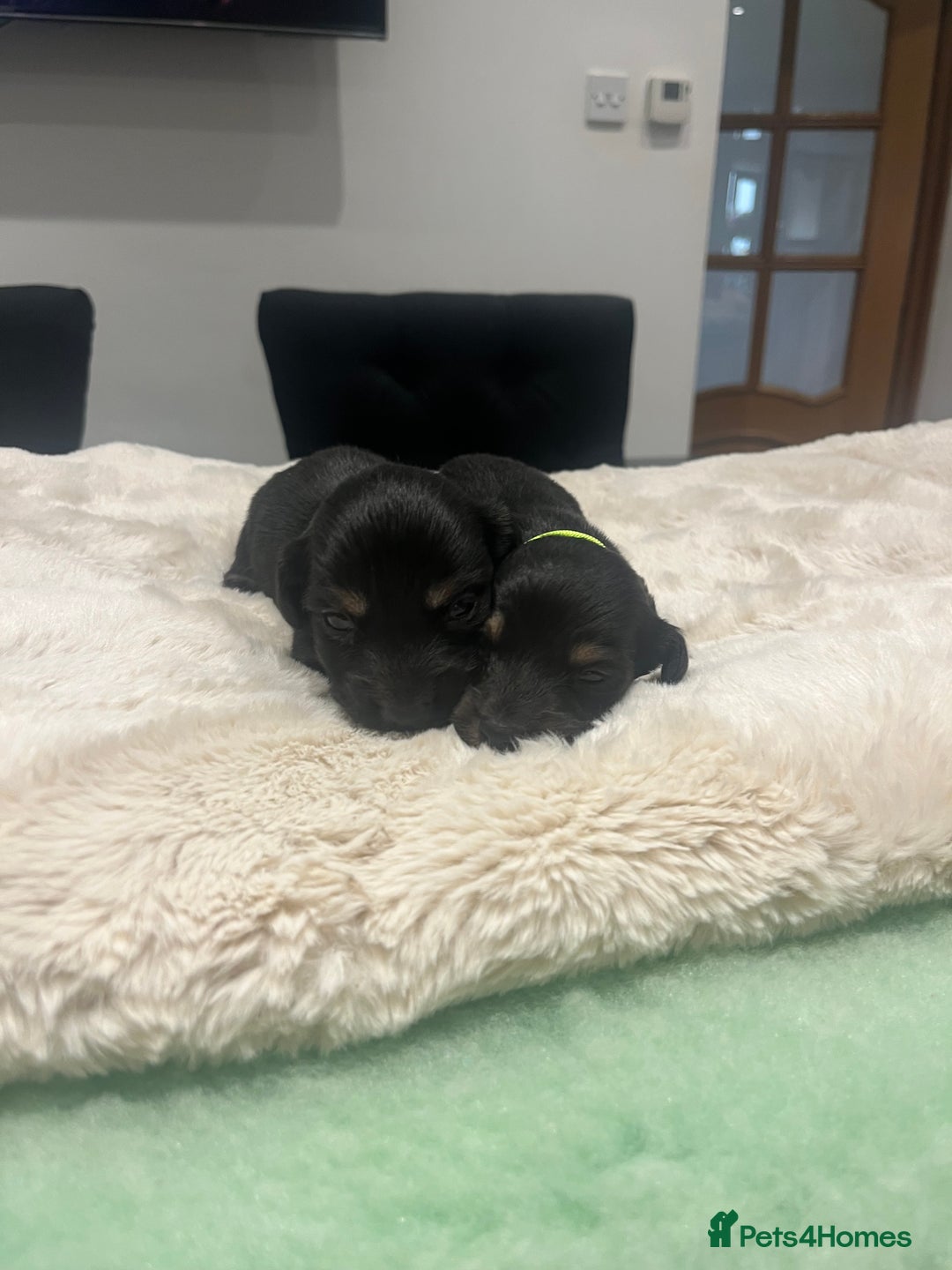 Dachshund dogs for sale: Tiny long haired piebald dachshunds for sale ! - Image 8