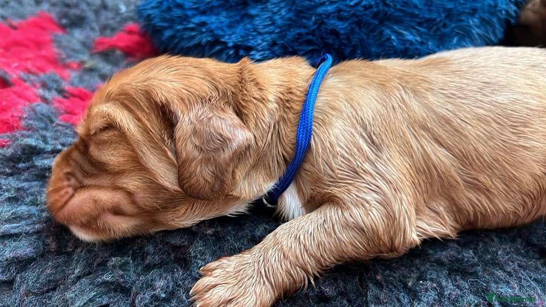 Cocker Spaniel dogs for sale: Ready now🐶X1 boy left🐶working cocker spaniel - Image 30