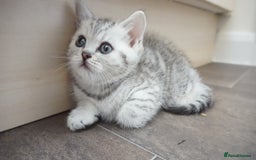 British Shorthair cats for sale: STUNNING British Shorthair Kittens Silver Tabbies - Image 12