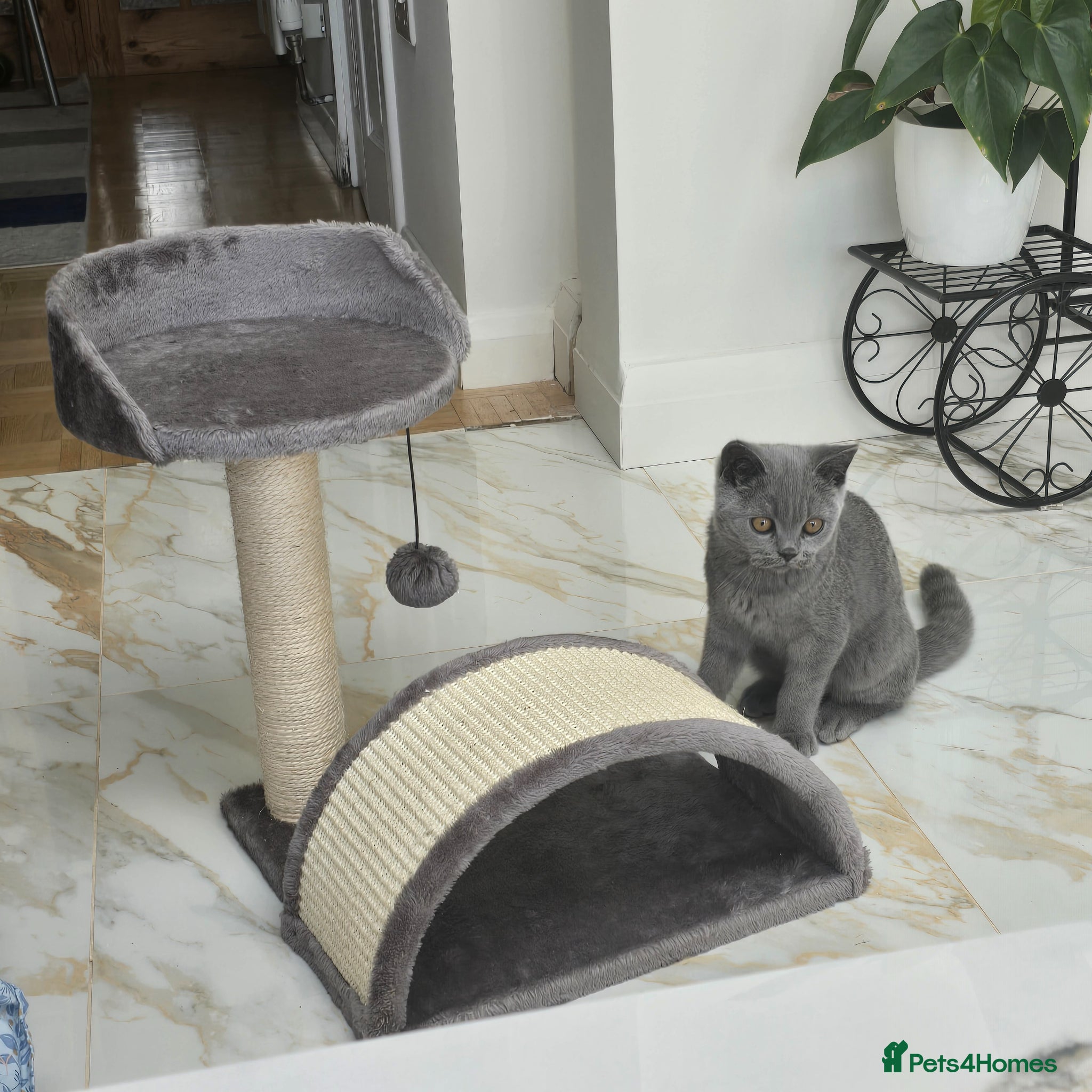British Shorthair cats for sale: Beautiful Male Cat – Loving Home Needed - Advert 4