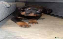 Rottweiler dogs for sale: Rottweiler puppy  - Advert 4