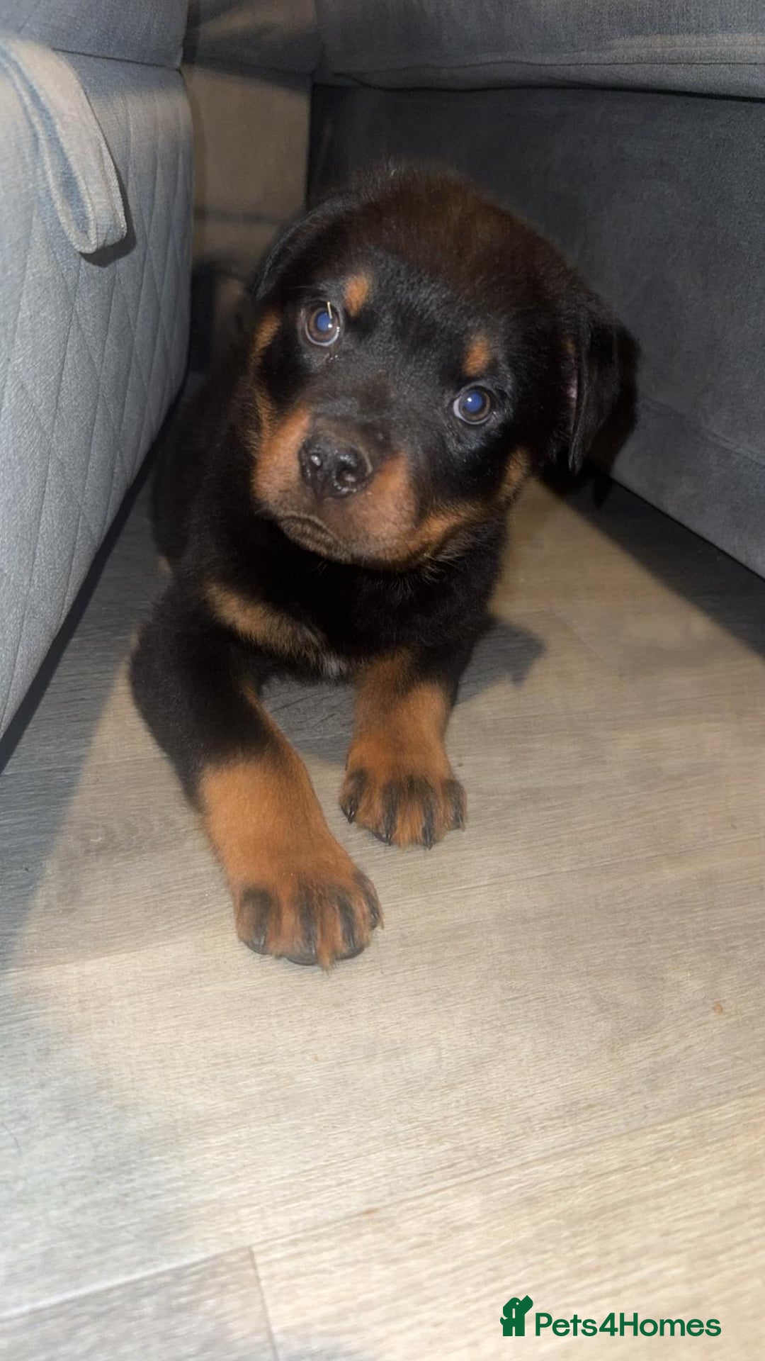 Rottweiler dogs for sale: Rottweiler puppy  - Advert 4