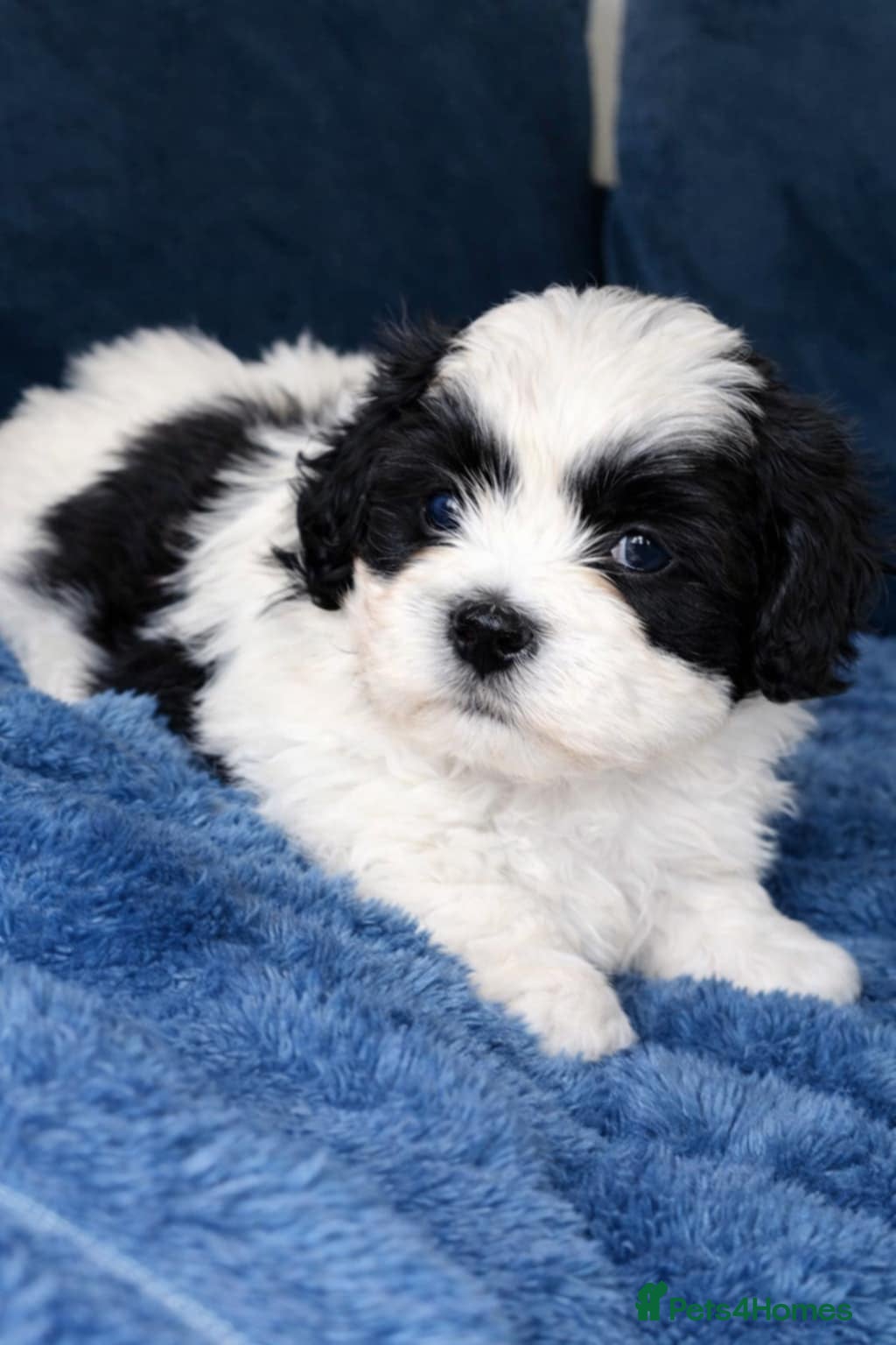 Shihpoo dogs Shih poo  - Advert 17