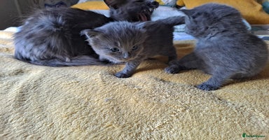 Mixed Breed cats - Advert 11