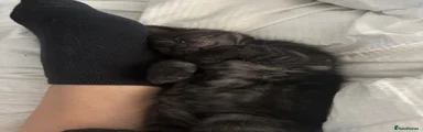 Mixed Breed Kitten 5