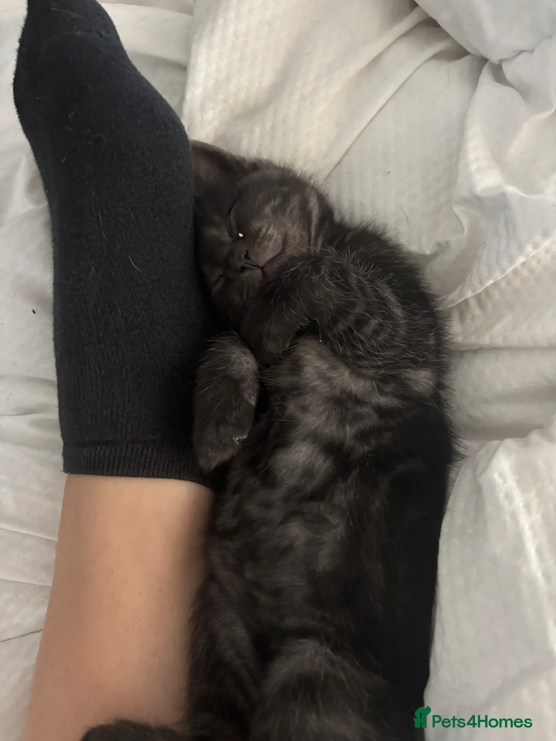Mixed Breed cats for sale: Bengal cross British shorthair kittens for sale  - Advert 2