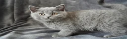 British Shorthair cats for sale: Pedigree Kittens GCCF registered  - Advert 9