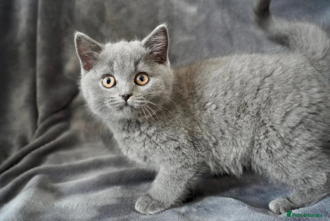 British Shorthair cats for sale: Pedigree Kittens GCCF registered  - Advert 9