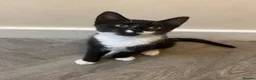 Domestic Shorthair cats for sale: 8 kittens for sale, 3 boys and 5 girls.  in Saint Asaph - Advert 3