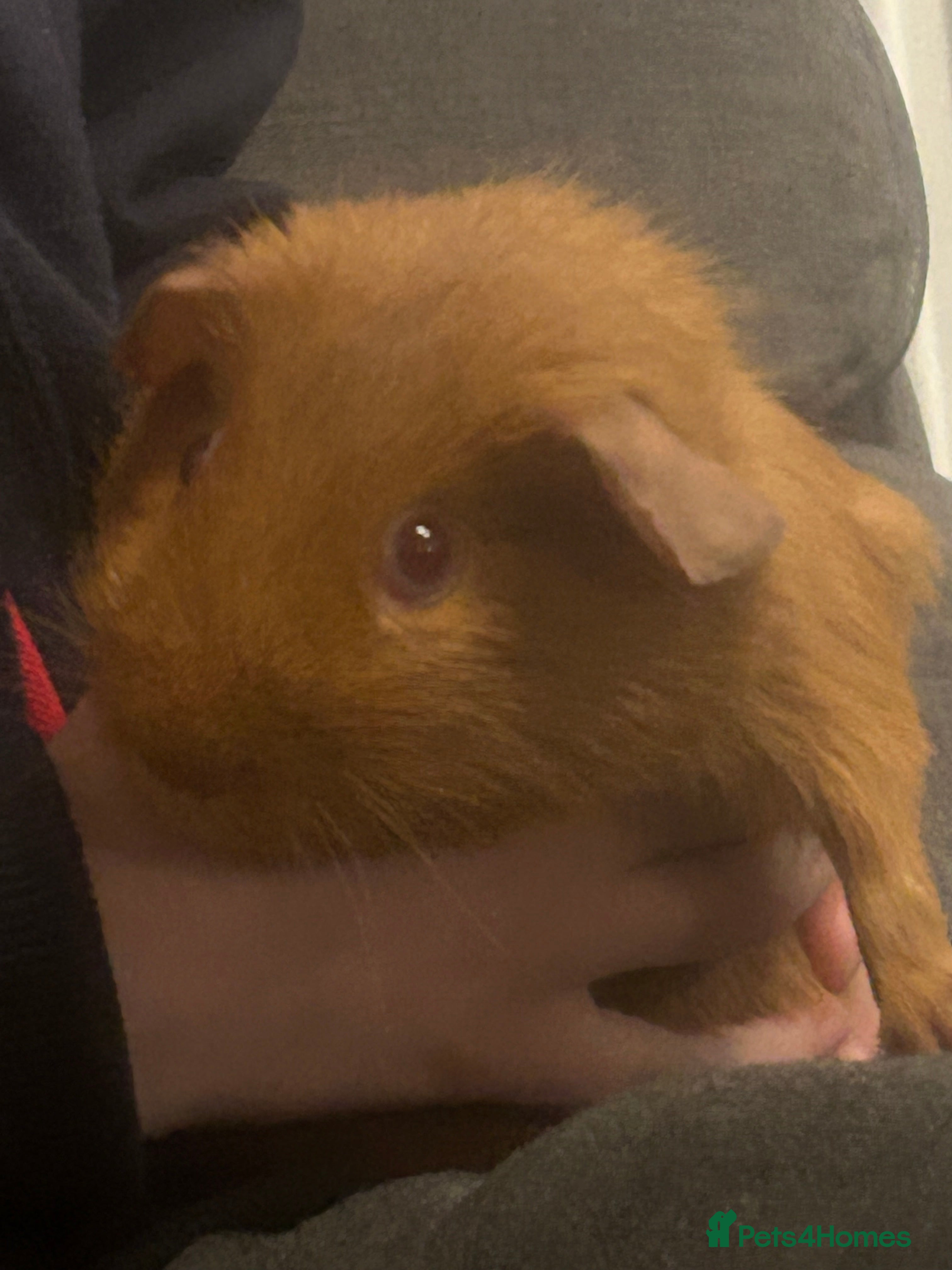 Guinea Pig rodents Boy guinea pigs  - Advert 4