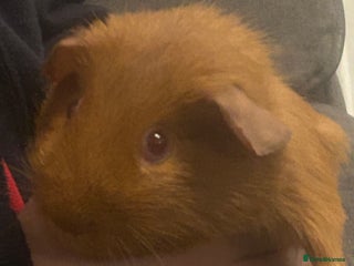 Guinea Pig rodents Boy guinea pigs - Advert 16