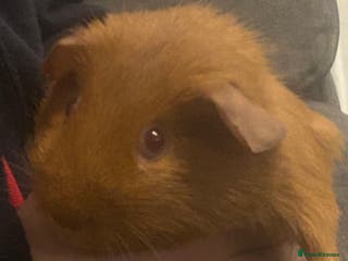 Guinea Pig rodents Boy guinea pigs - Advert 13