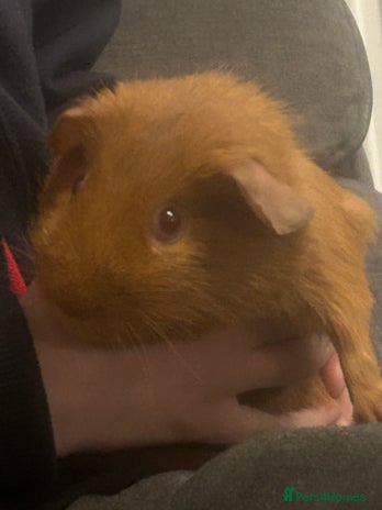 Guinea Pig rodents - Advert 2
