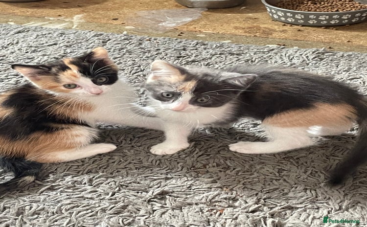 Mixed Breed cats - Advert 1