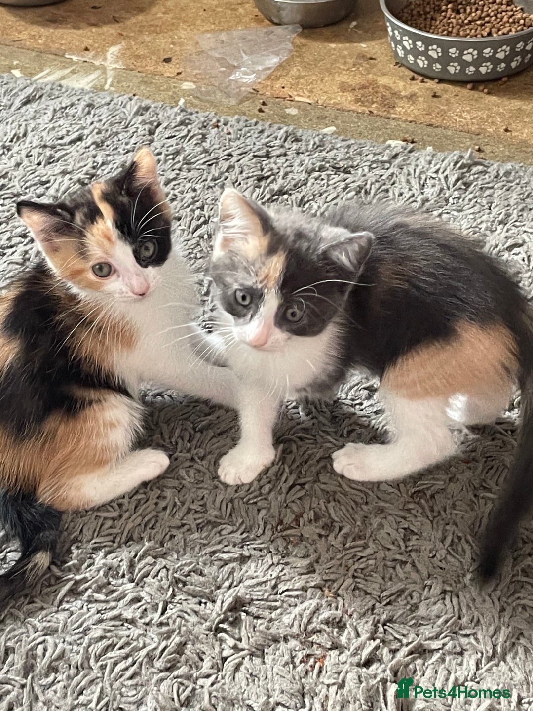 Mixed Breed cats for sale: 3 females - Image 1