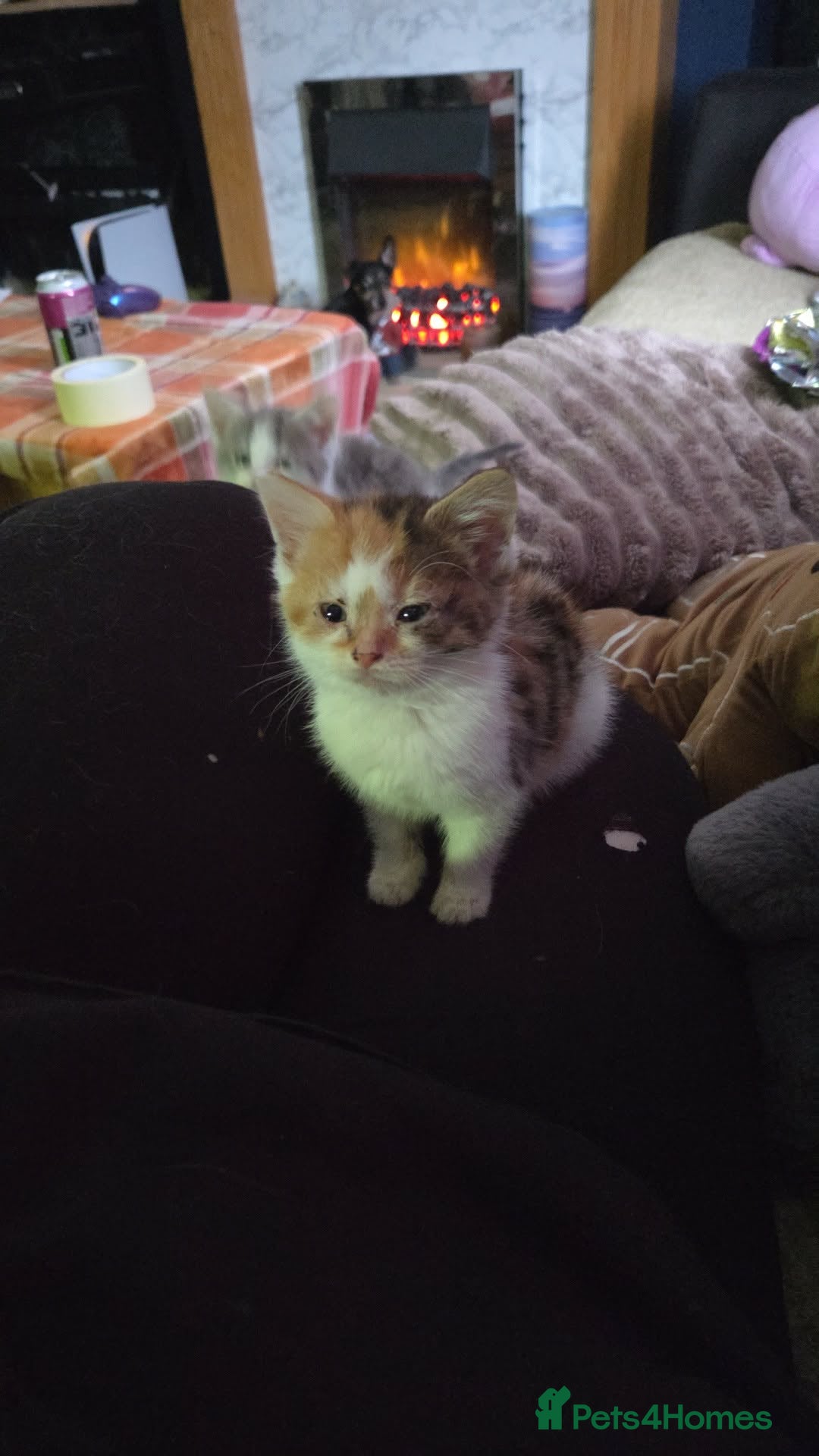 Mixed Breed cats Mixed breed kittens  - Advert 3