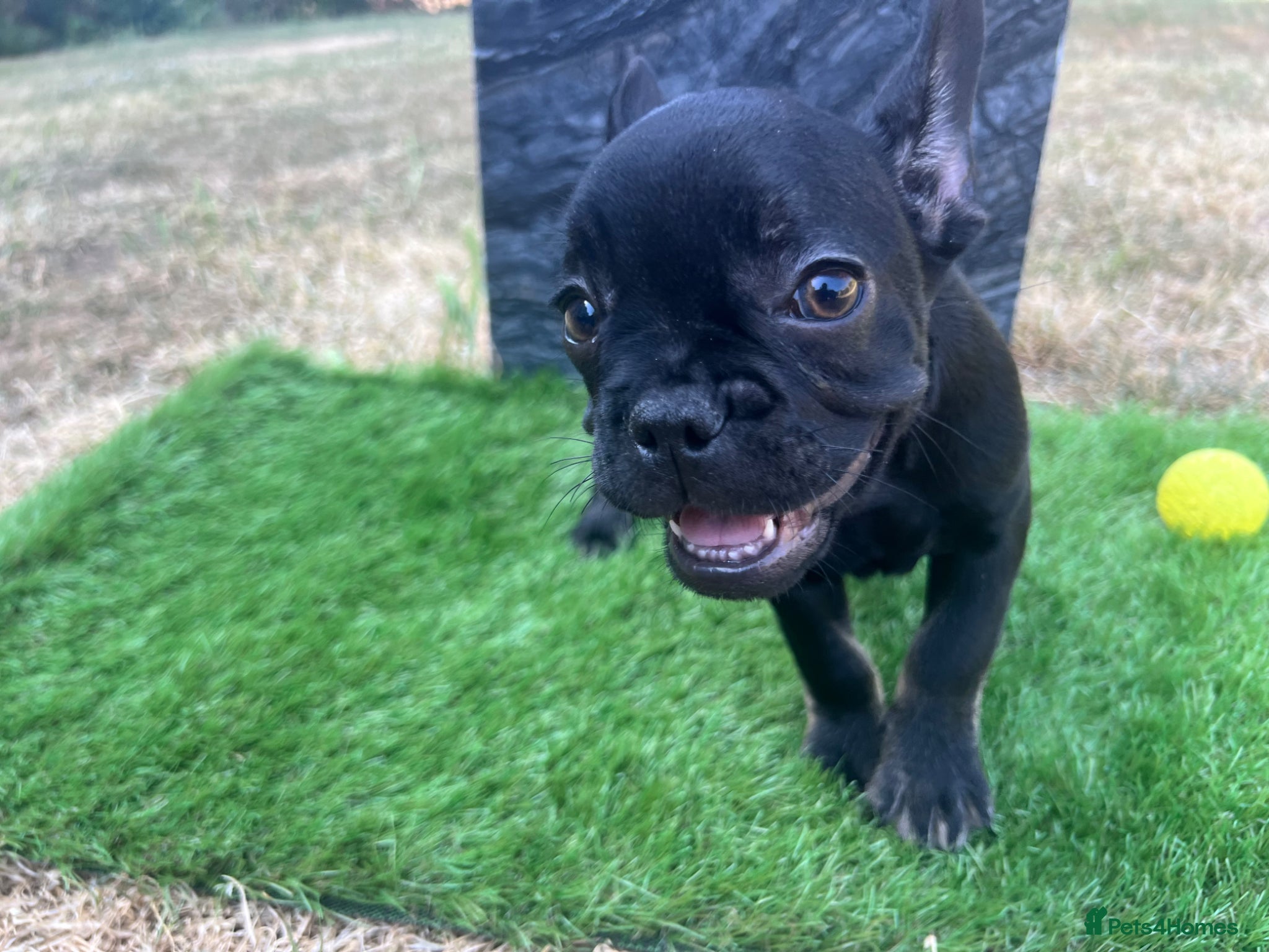 French Bulldog dogs for sale: French bulldog puppys  - Advert 17