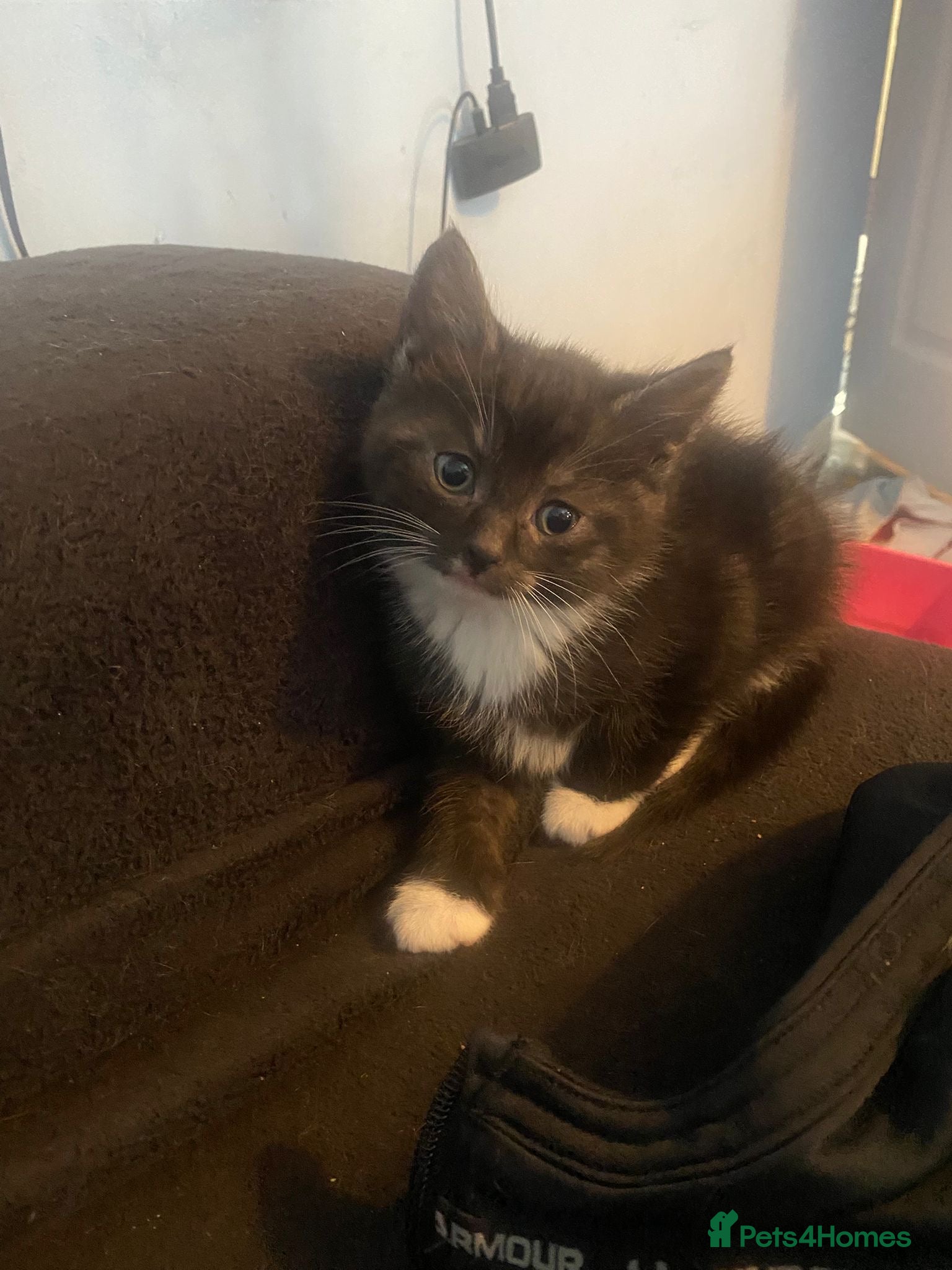 Mixed Breed cats 4 amazing female kittens ready now in Dartford - Advert 5