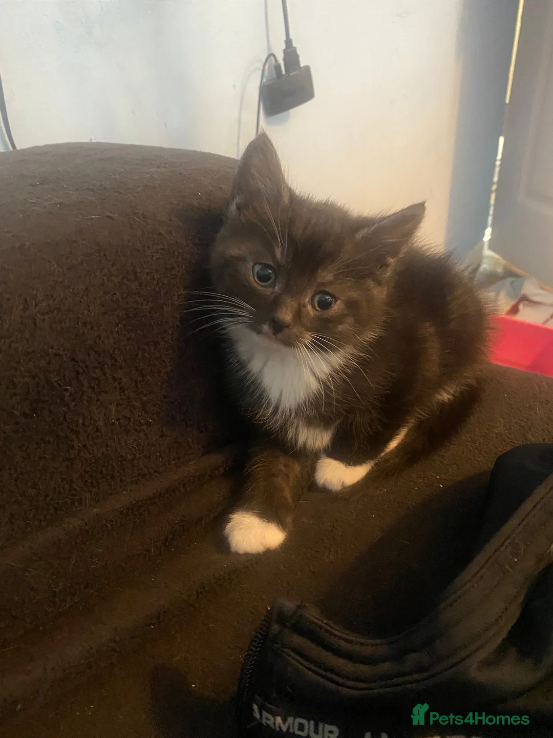 Mixed Breed cats for sale: 4 amazing female kittens ready now in Dartford - Advert 1