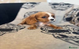 Cavalier King Charles Spaniel dogs for sale: 🐶KC Cavalier King Charles Puppies ready today! 🐶 - Image 2