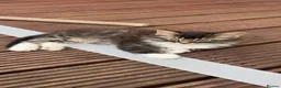 Mixed Breed cats for sale: 3 cats for sale (60 each) - Advert 2