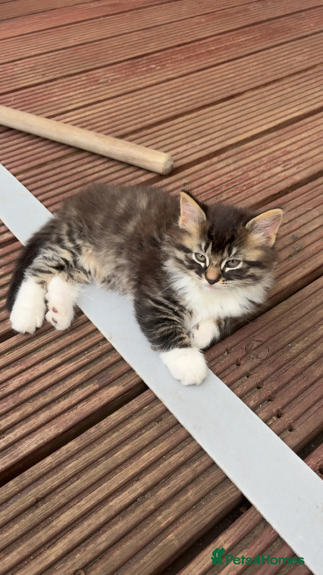 Mixed Breed cats for sale: 3 cats for sale (60 each) - Advert 2