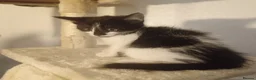 American Shorthair cats for sale: 6 gorgeous mix breed kittens  - Advert 11