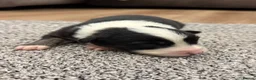 Australian Shepherd dogs for sale: 7 stunning Australian Shepards  - Advert 23