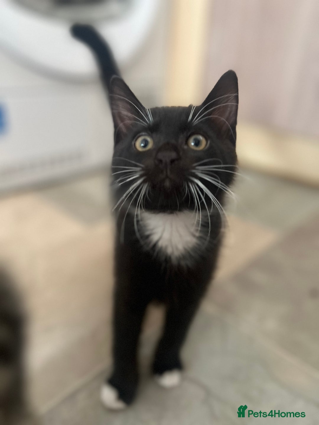 Mixed Breed cats for sale: Last Kitten Looking for His Forever Home - Image 3