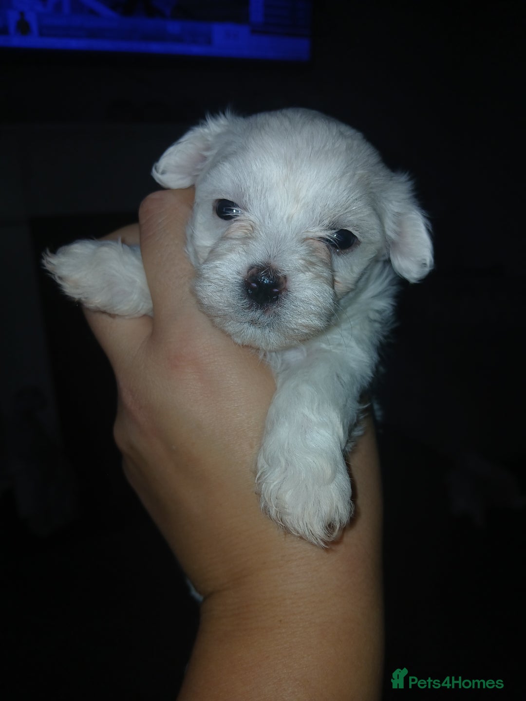 Maltese dogs for sale: Maltese puppies - Image 6