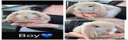 French Lop rabbits for sale: Pedigree French lop - Advert 11