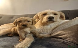 Mixed Breed dogs for sale: Labrador Cross Pups - Image 19