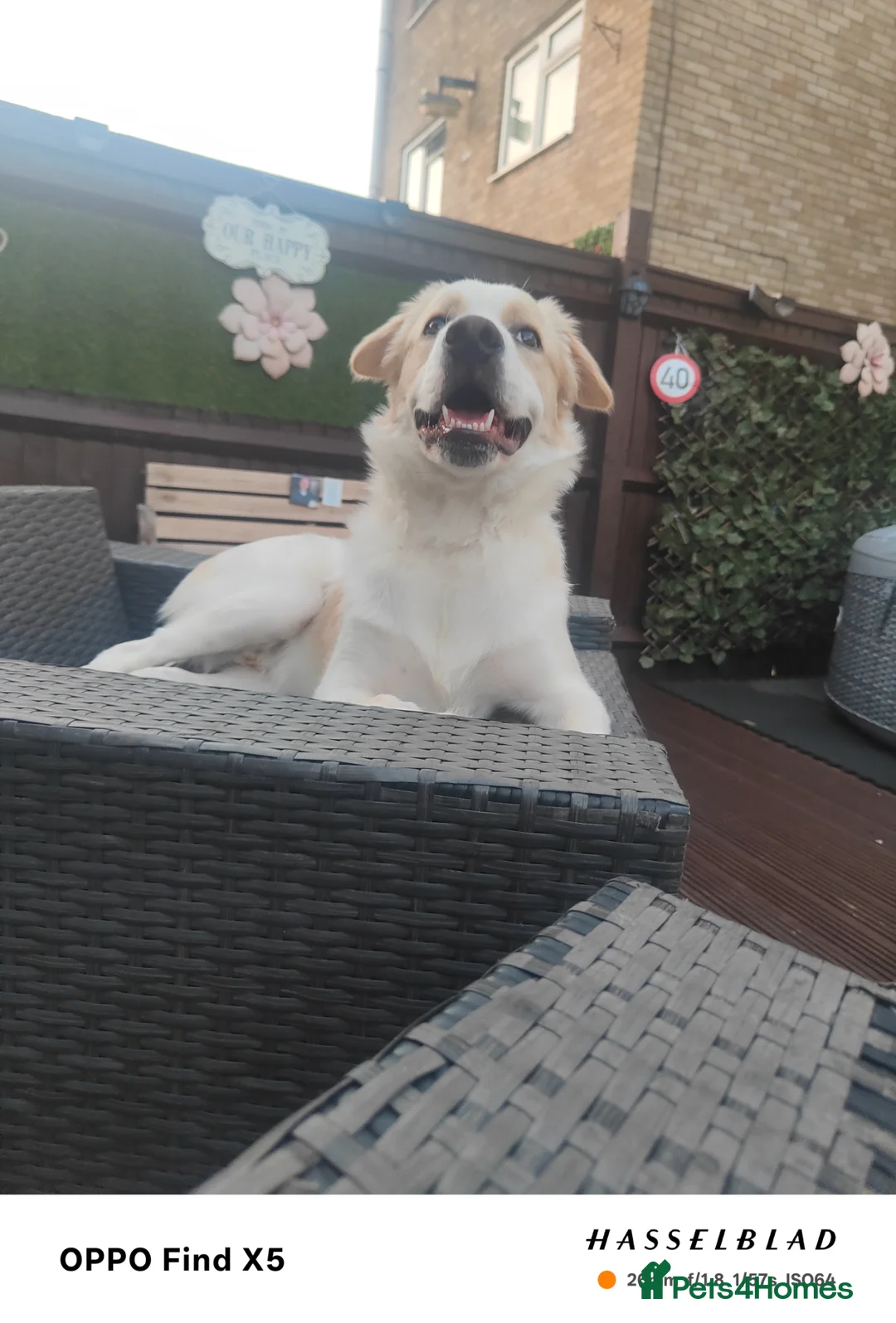Belgian Shepherd Dog dogs for sale: Finding Teddy's forever home  in Corby - Advert 2