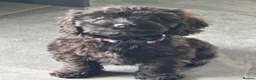 Cockapoo dogs for sale: F1 happy Cockerpoos  - Advert 6