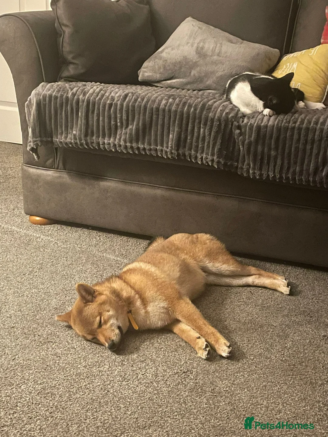 Japanese Shiba Inu dogs for sale: KC Reg Japanese Shiba Inu Male - Advert 3