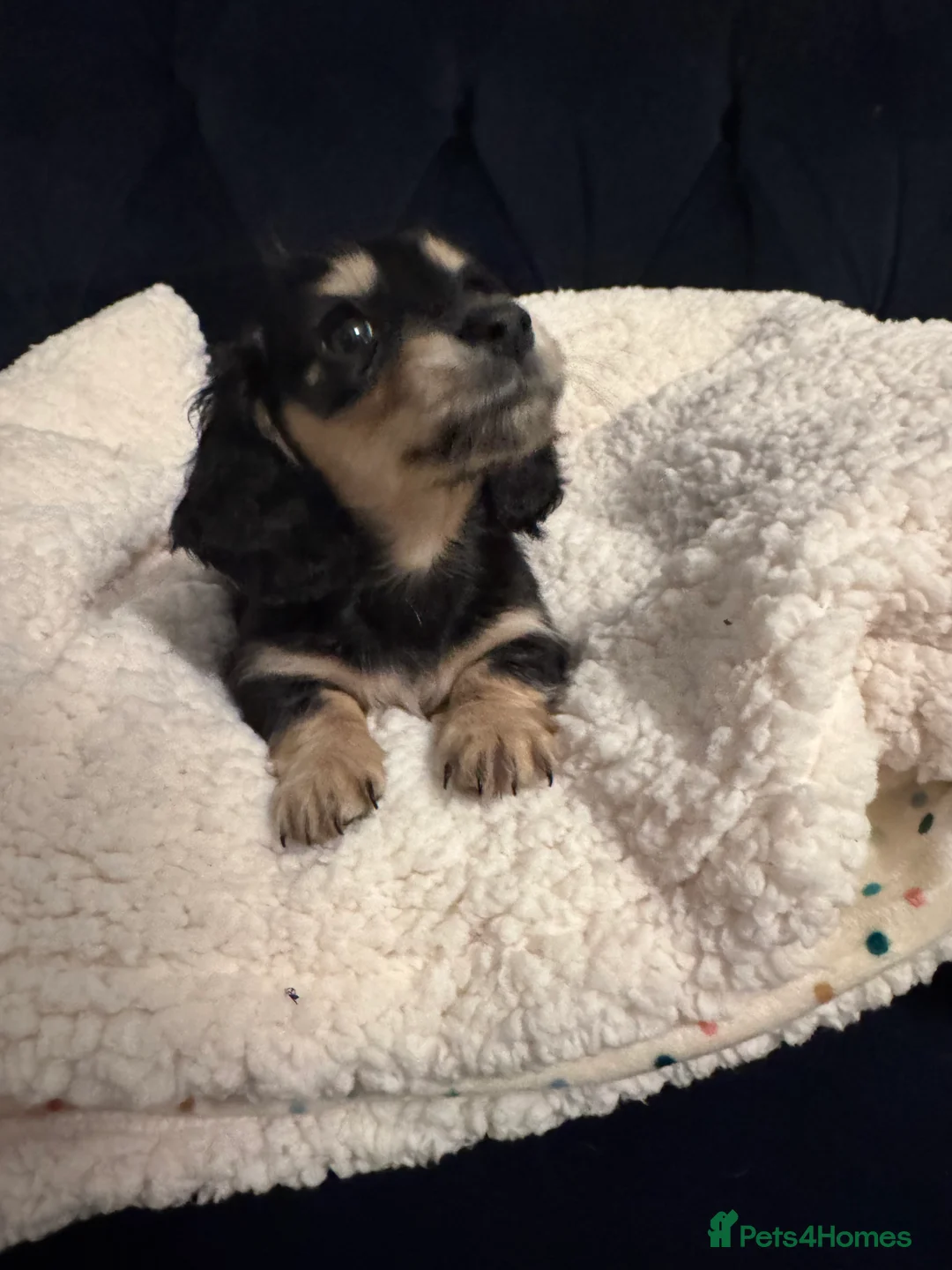 Miniature Dachshund dogs for sale: KC MINIATURE LONG HAIR PUPPYS, CREAM/BLACK & CREAM - Advert 3